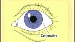 Ophthalmology Lecture  Eye Anatomy Part 1 [upl. by Aiekal]