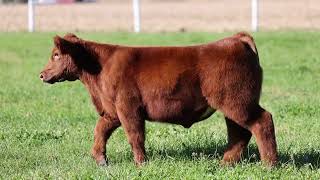 RD Show Cattle 100 [upl. by Riane801]