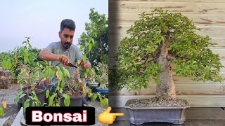 🌿 Commiphora Madagascarensis Unique Plant Easy Care  Best Bonsai for Dry Climates 🌵 [upl. by Aicek247]