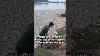 All the fish in the pond are dead allah reels shortvideo shorts tiktok [upl. by Lillywhite671]