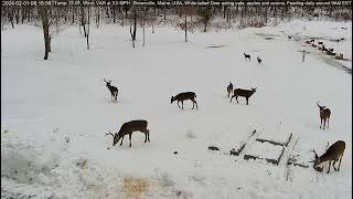 Buck Legends of the Deer Pantry together Vincent Lefty amp Braveheart [upl. by Airdnekal]