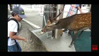 奈良公園 ドアを開ける鹿 deer チョット前に撮影しました。５年程前に [upl. by Hanyaz691]