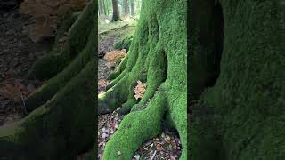 Shrooms on the Witches Tree  Grovely Wood shorts [upl. by Arrak]