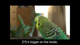 A Parakeet is Bigger on the Inside [upl. by Inimod720]