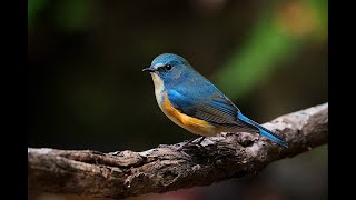 ルリビタキ♂ ～ Redflanked bluetail small chirp ～ [upl. by Gimpel776]