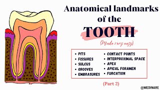 Anatomical landmarks of the tooth  Part 2  Made very easy  Medinare [upl. by Desdemona]