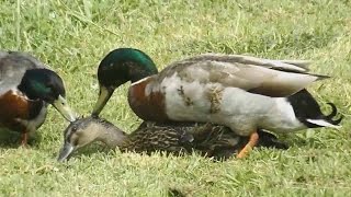 Mallard Ducks Mating  Duck Mating [upl. by Latsyrhk]