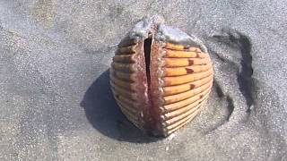 Bivalve  Cockle Flipping with its Foot [upl. by Naaitsirhc]