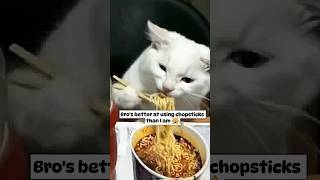 Cat eating ramen using chopsticks 🙀  Huh [upl. by Edina173]