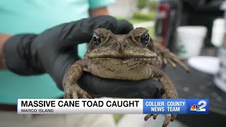 Footlong cane toad removed from Marco Island homeowners backyard [upl. by Enawd]