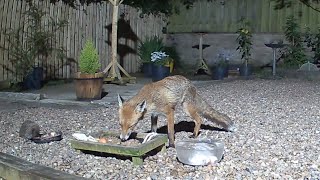 Lovely to see a fox and hedgehog eating peacefully together 🥰 [upl. by Mauchi414]