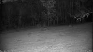 LIVE Deer Cam Virginia [upl. by Worrad]