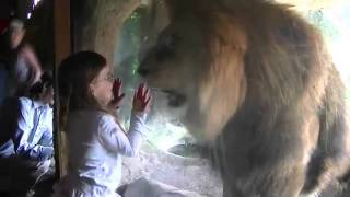 Lion Kid Epic Stare Down Real Video [upl. by Ainaznat]