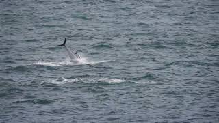 Atlantic Bluefin Tuna Thunnus thynnus South Devon 11 October 2024 [upl. by Fidelio]