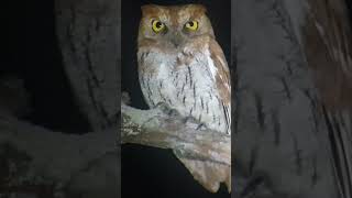 Oriental Scops Owl with call birds subscribe wildlife cambodia shortsfeed shorts short [upl. by Davey]