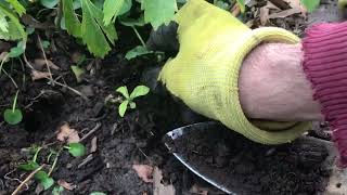 Removing lesser celandine invasive species among other plants [upl. by Eivlys317]