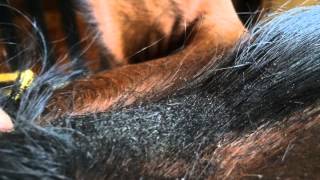 How to Groom a Horse for a Horse Show [upl. by Wilmar428]