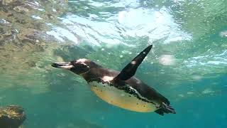 Snorkeling Among Penguins  Galápagos Islands  Lindblad Expeditions [upl. by Nonahs]