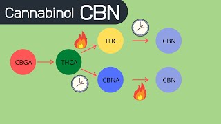 What is Cannabinol CBN Where does it come from What does it do [upl. by Patrice]