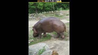 अगर ऐसा इंसानों में होता तोWhy hippos mark their territory [upl. by Ikir]