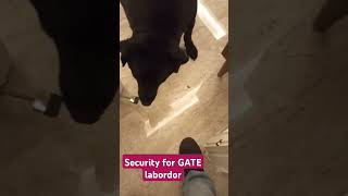 Security for GATEdoglover bestguarddog yourdog labrador yourpet guardog guarddogbreeds pets [upl. by Silvie790]