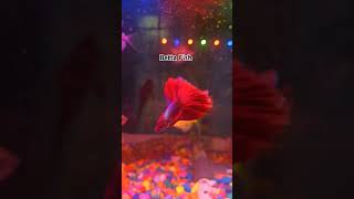 Betta Fish  Siamese Fighter Fish  Betta Splendens [upl. by Eluj119]