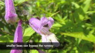 Native plants of the midAtlantic support diverse pollinators updated Apr 2014 [upl. by Cirdla]