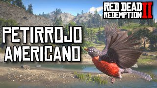 Localización Petirrojo Americano  Red Dead Redemption 2 [upl. by Reffinej136]