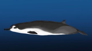 Science Bulletins Rarest Whale on Earth Identified in New Zealand [upl. by Miriam]