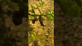 Introducing Caddisfly Larvae aquarium freshwateraquarium aquaticinsects [upl. by Ennayd605]