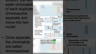 DNA 🧬 Replication of Chromosomes SIMPLE sister chromatids [upl. by Newob401]