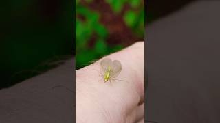 Green LacewinginsectChrysopa lacewig insects nature naturalife [upl. by Aenaj]