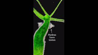 Hydra freshwater animals [upl. by Baniez]