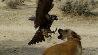 Falcon Attacks Dog [upl. by Mailiw]