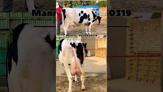 High milking cow cow farming animals shorts ytshorts trending dairyfarm cowfarm hf hfcow [upl. by Kenway]