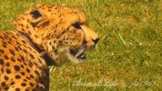 Gepard štíhlý Acinonyx jubatusGepardCheetah [upl. by Akerdnuhs]