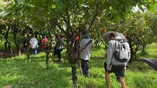 Lavaloha welcomes UH Hilo Tourism course to the farm for a TreetoChocolate tour [upl. by Gloria]