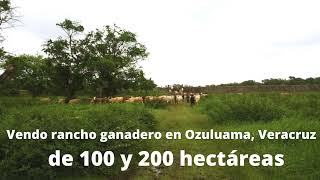 RANCHO GANADERO EN VENTA EN OZULUAMA VERACRUZ [upl. by Atilamrac]