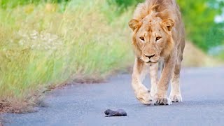 Mom Honey Badger Leaves her Baby to the Lions [upl. by Adihahs340]