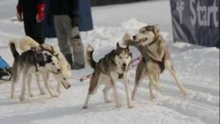 Schlittenhunderennen in Angerberg  Hohe Salve Tirol [upl. by Bearnard]