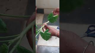 Propagating Geranium cuttingnature plants trending Geranium [upl. by Acquah774]