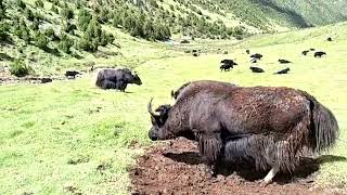 Yak of Tibet [upl. by Neral970]