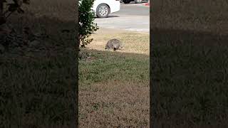 Tigeress tiptoeing in the yard 😆 intheyardTigeresstabbycatpet pawsandtailsneakycatwhiskers [upl. by Jephthah]