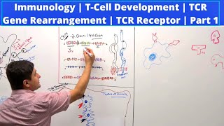 Immunology  TCell Development  TCR Gene Rearrangement  TCR Receptor  Part 1 [upl. by Missy]