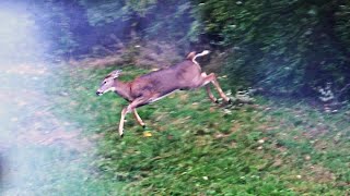 DEER HUNTING 2023  Flintlock Muzzleloader Early Season Doe Hunt  TWO DEER DOWN Pennsylvania  USA [upl. by Lilyan]