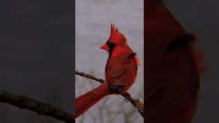 Cardinalis Documentary Cardinalis [upl. by Bryana138]