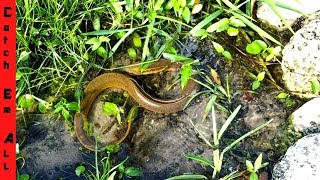 SHALLOW WATER EEL CAPTURE POND [upl. by Notgnimer]