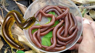 Wow lets hunt for red and black millipedes wow its exciting to get lots of millipedes [upl. by Ytsirt]