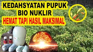 PEMBUATAN PUPUK BIO NUKLIR ‼ HEMAT MURAH HASIL MAKSIMAL 🌶🌶 CABAI RAWIT [upl. by Neelrak339]