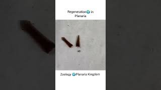 What happens when cut Planarian  Biology 🧫 Experiment biology planaria experiment real [upl. by Aneehsak]